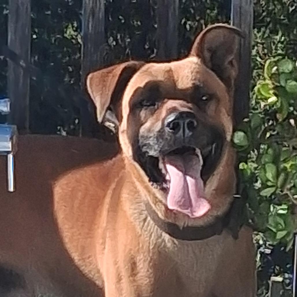 Enlarge Rolo, a Adoptable Mixed Breed in Fort Bragg, CA image 5/5