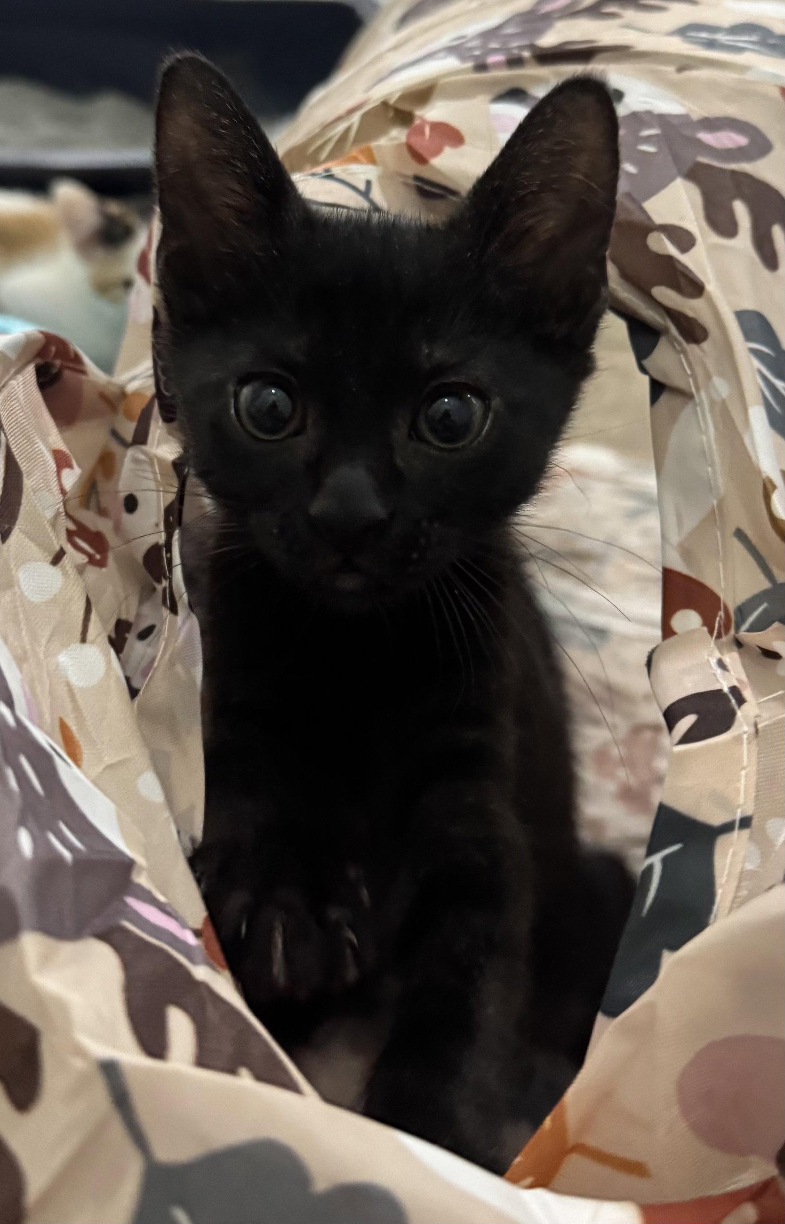 Inky, a Adopted Domestic Short Hair in Oviedo, FL image 1/2