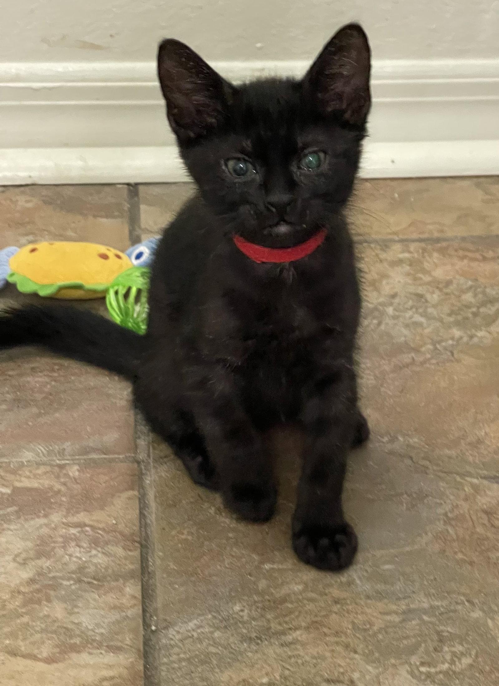 Inky, a Adopted Domestic Short Hair in Oviedo, FL image 2/2