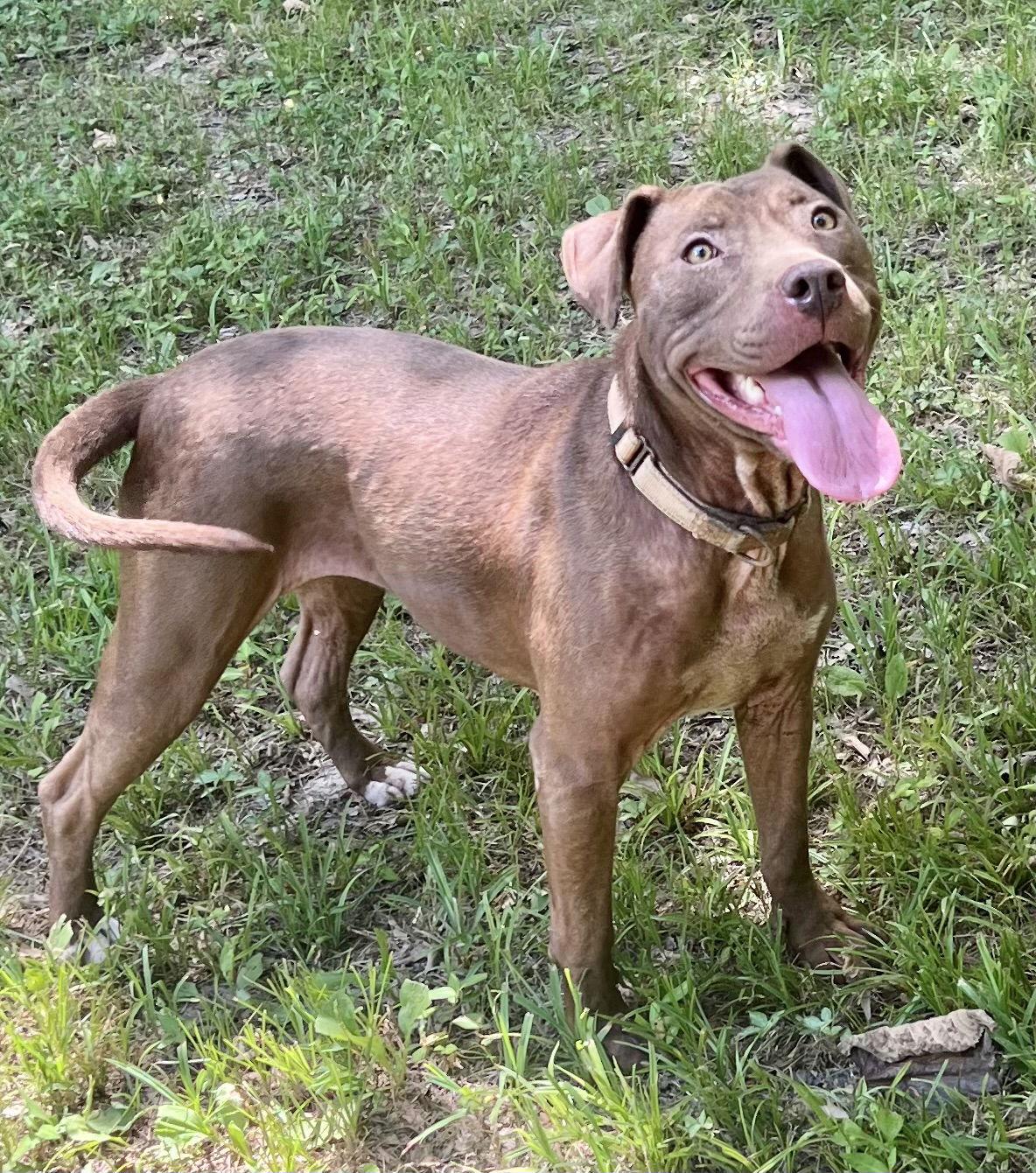Cocoapup, a Adoptable mixed breed in Munford, TN image 2/3