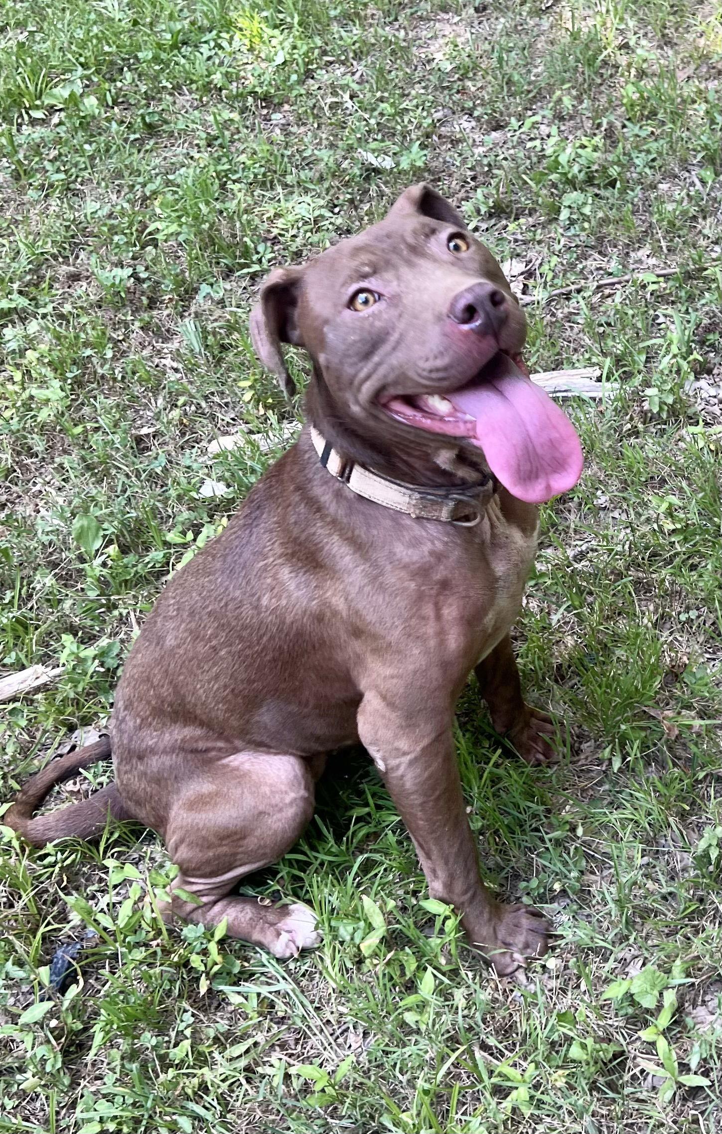 Cocoapup, a Adoptable mixed breed in Munford, TN image 3/3