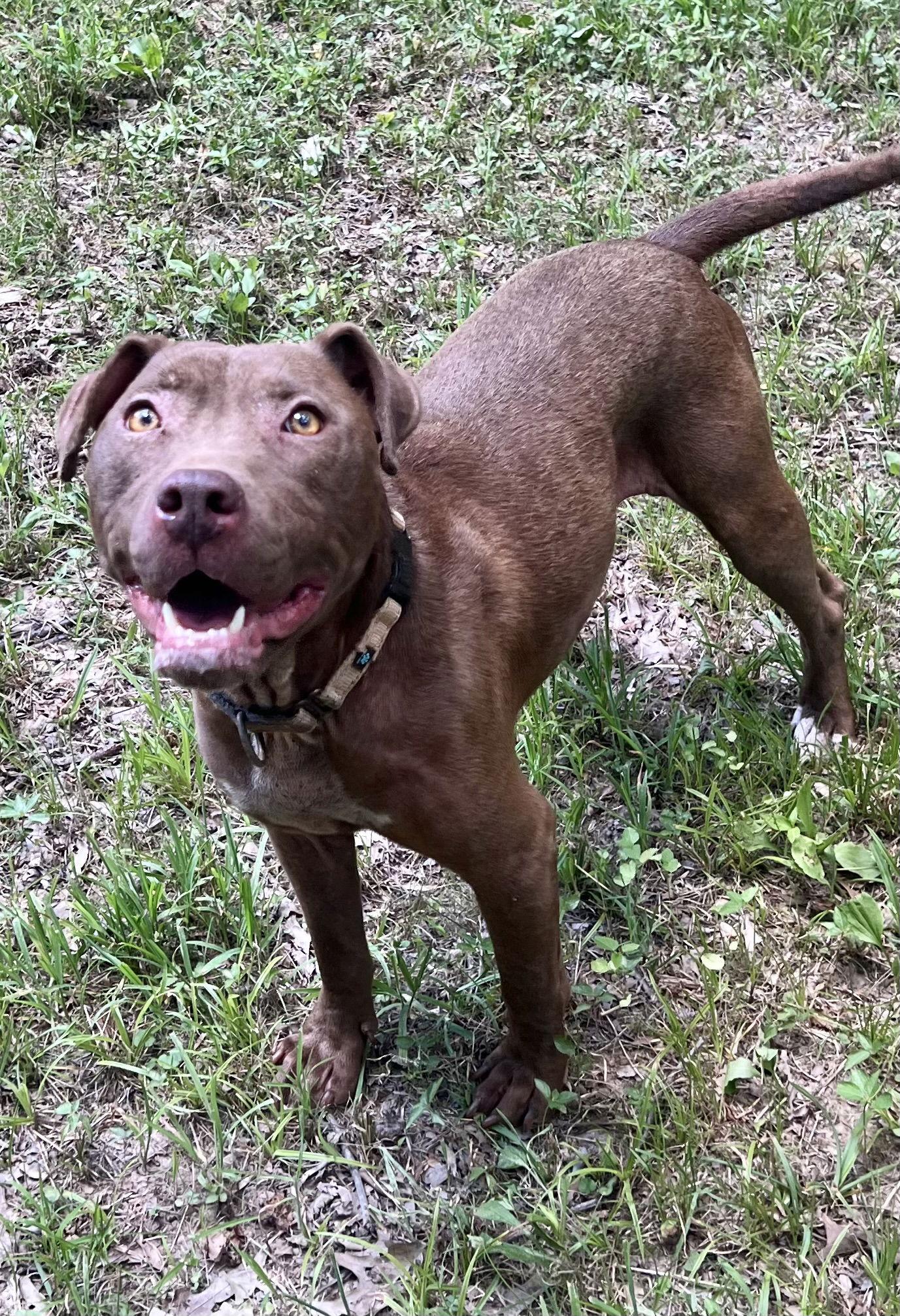 Enlarge Cocoapup, a Adoptable mixed breed in Munford, TN image 3/3