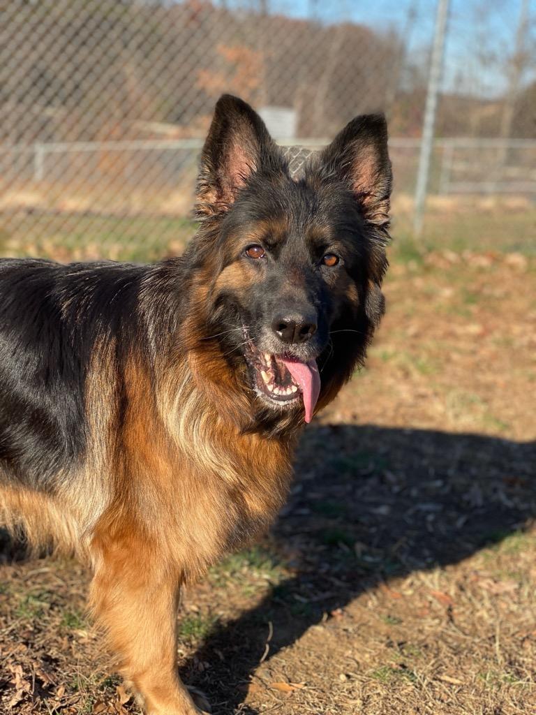 Enlarge Tabitha (ID 49333/3988), an adopted German Shepherd Dog in Manassas, VA image 1/2