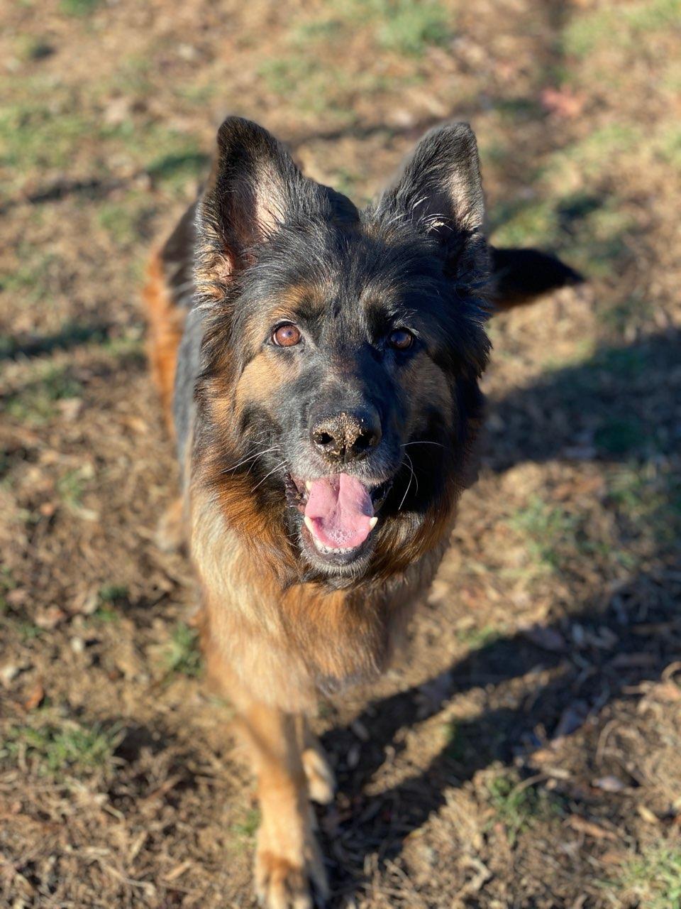 Enlarge Tabitha (ID 49333/3988), an adopted German Shepherd Dog in Manassas, VA image 2/2