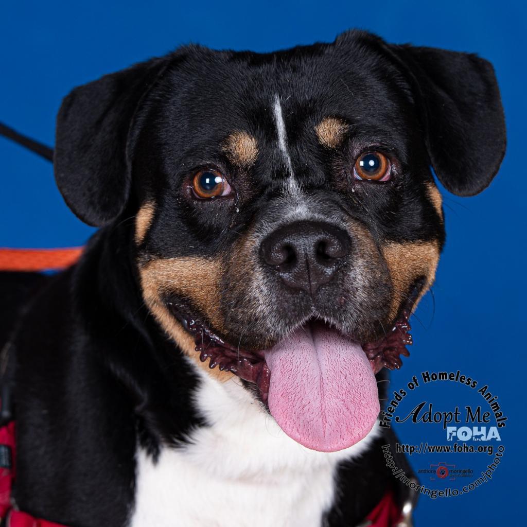 Enlarge Mason, a Adoptable mixed breed in Aldie, VA image 1/5