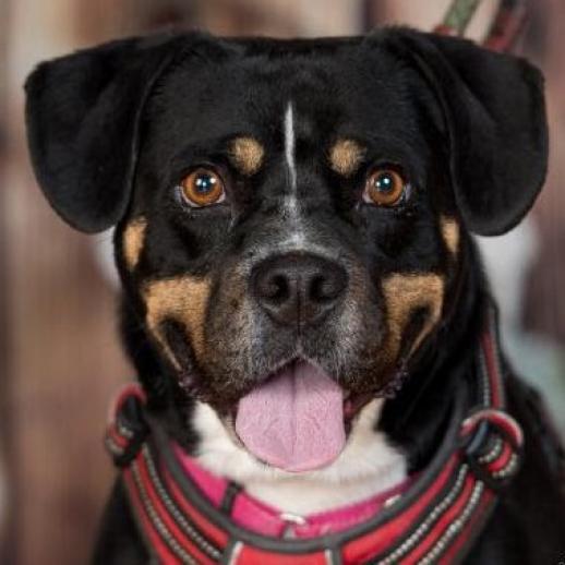 Enlarge Mason, a Adoptable mixed breed in Aldie, VA image 2/5