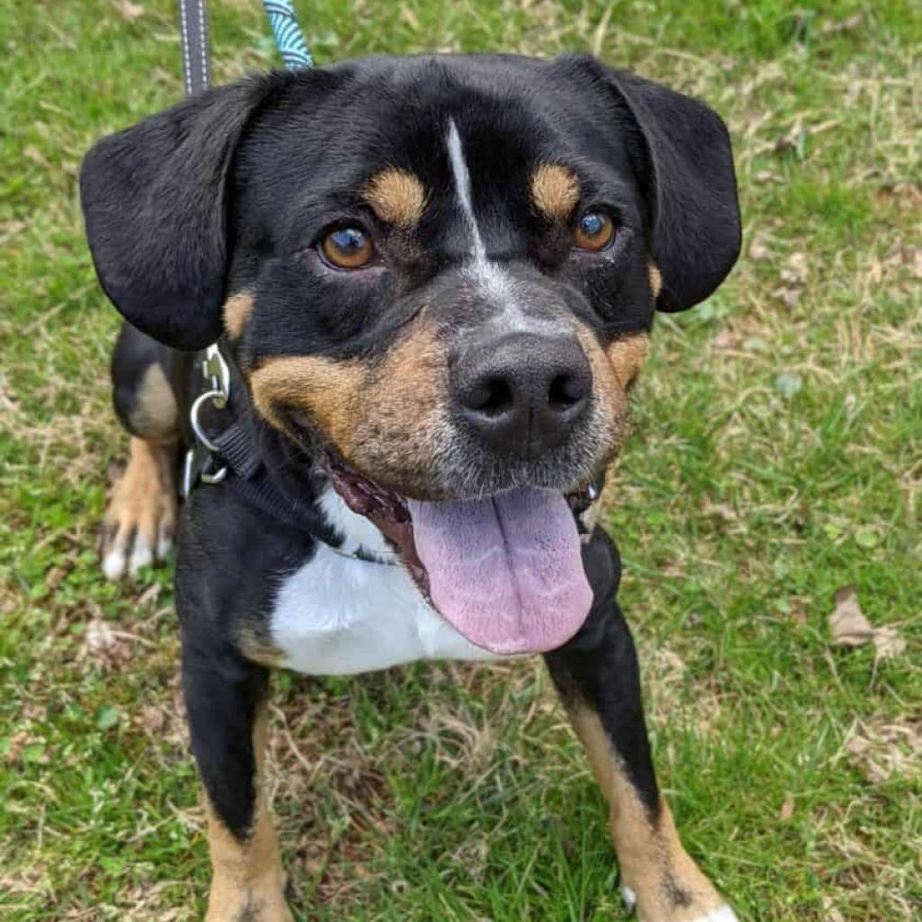 Enlarge Mason, a Adoptable mixed breed in Aldie, VA image 3/5