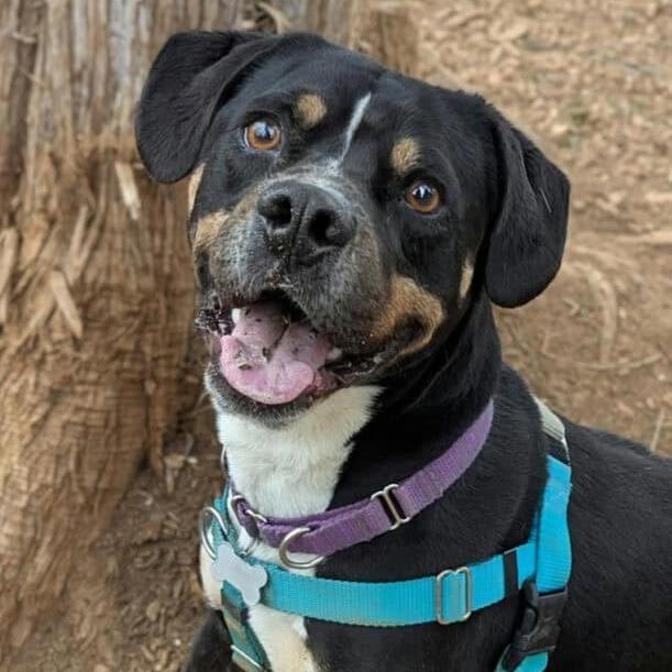 Enlarge Mason, a Adoptable mixed breed in Aldie, VA image 4/5