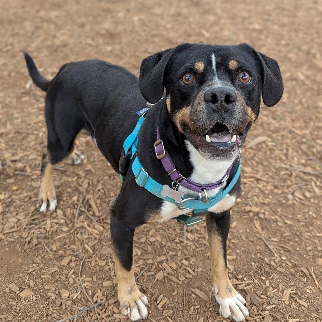 Enlarge Mason, a Adoptable mixed breed in Aldie, VA image 5/5