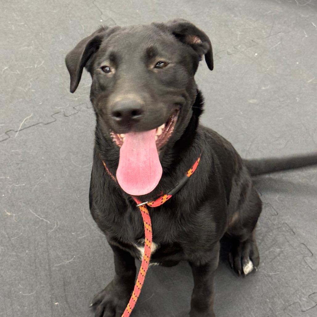 Enlarge Paige, a Adoptable mixed breed in North Bend, OR image 1/1