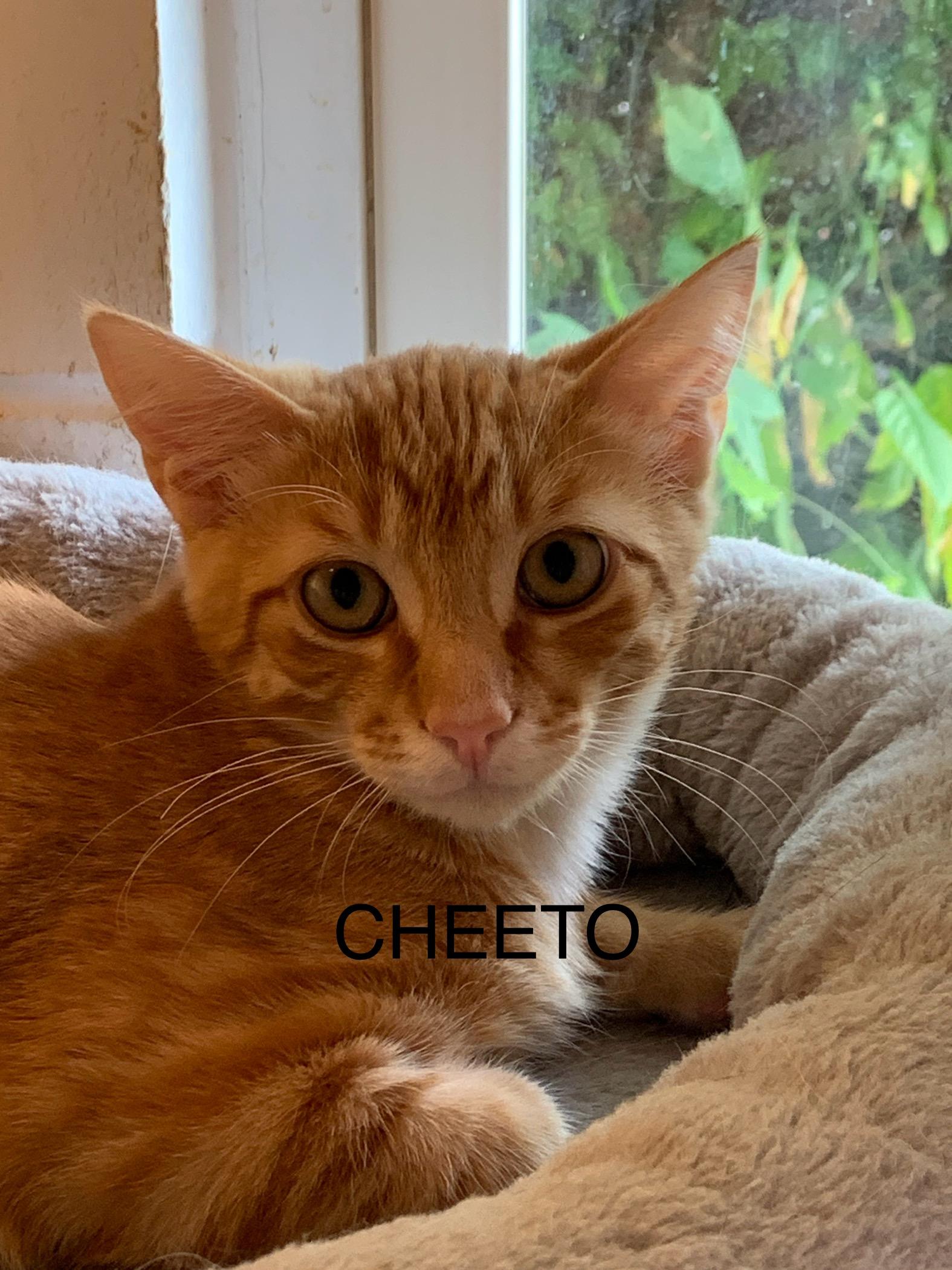 Cheeto, ADOPTABLE, Young Male Domestic Short Hair.