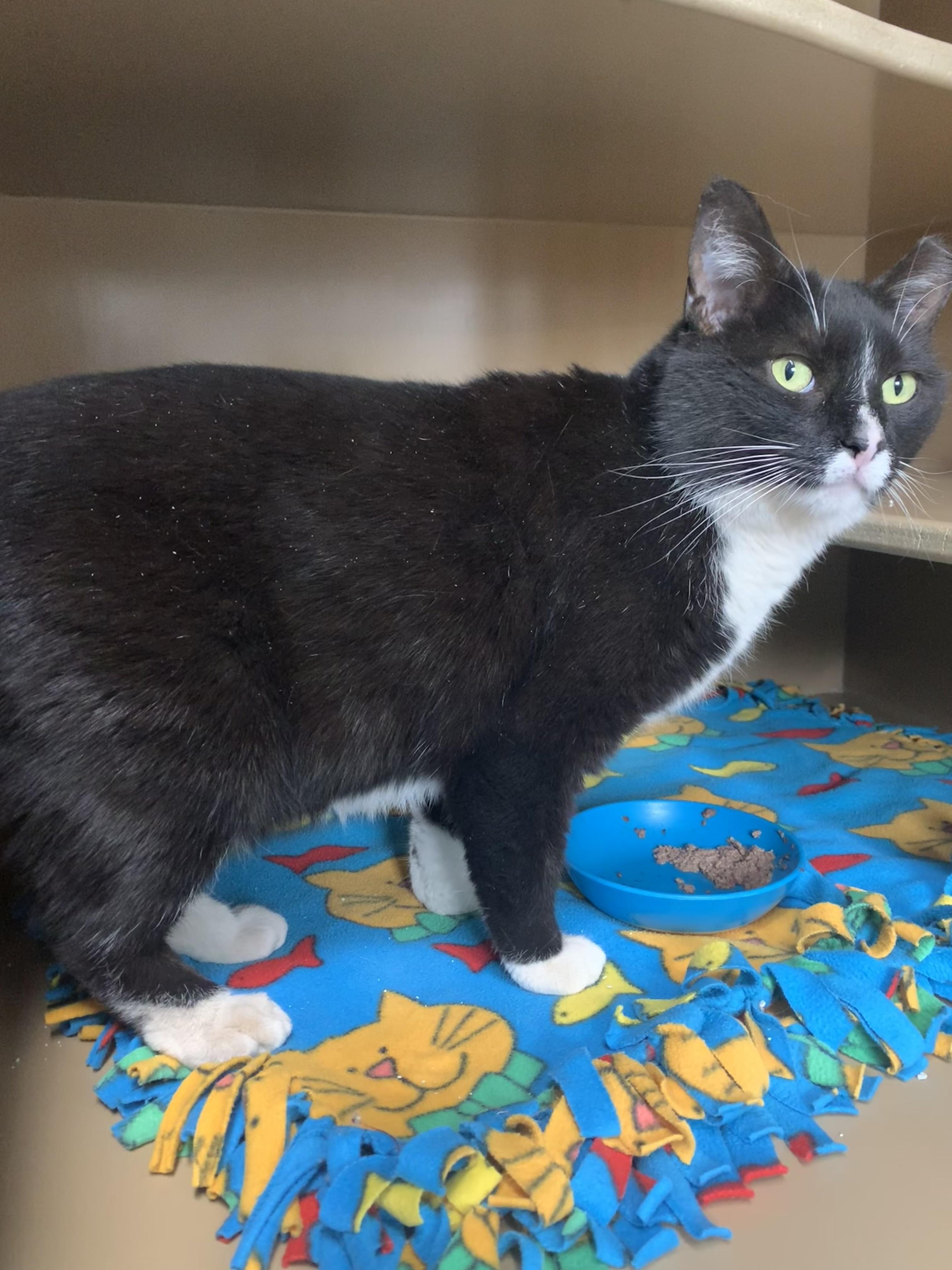 Plum, adopted, Adult Female Domestic Short Hair.