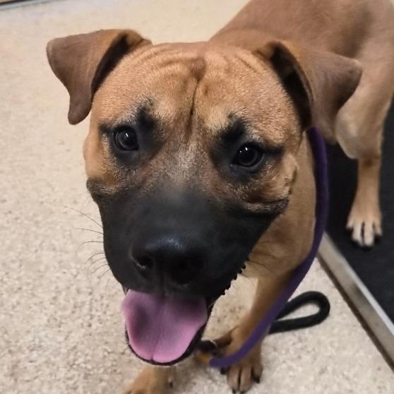 Rodeo, Adoptable, Young Male Boxer & Mixed Breed.