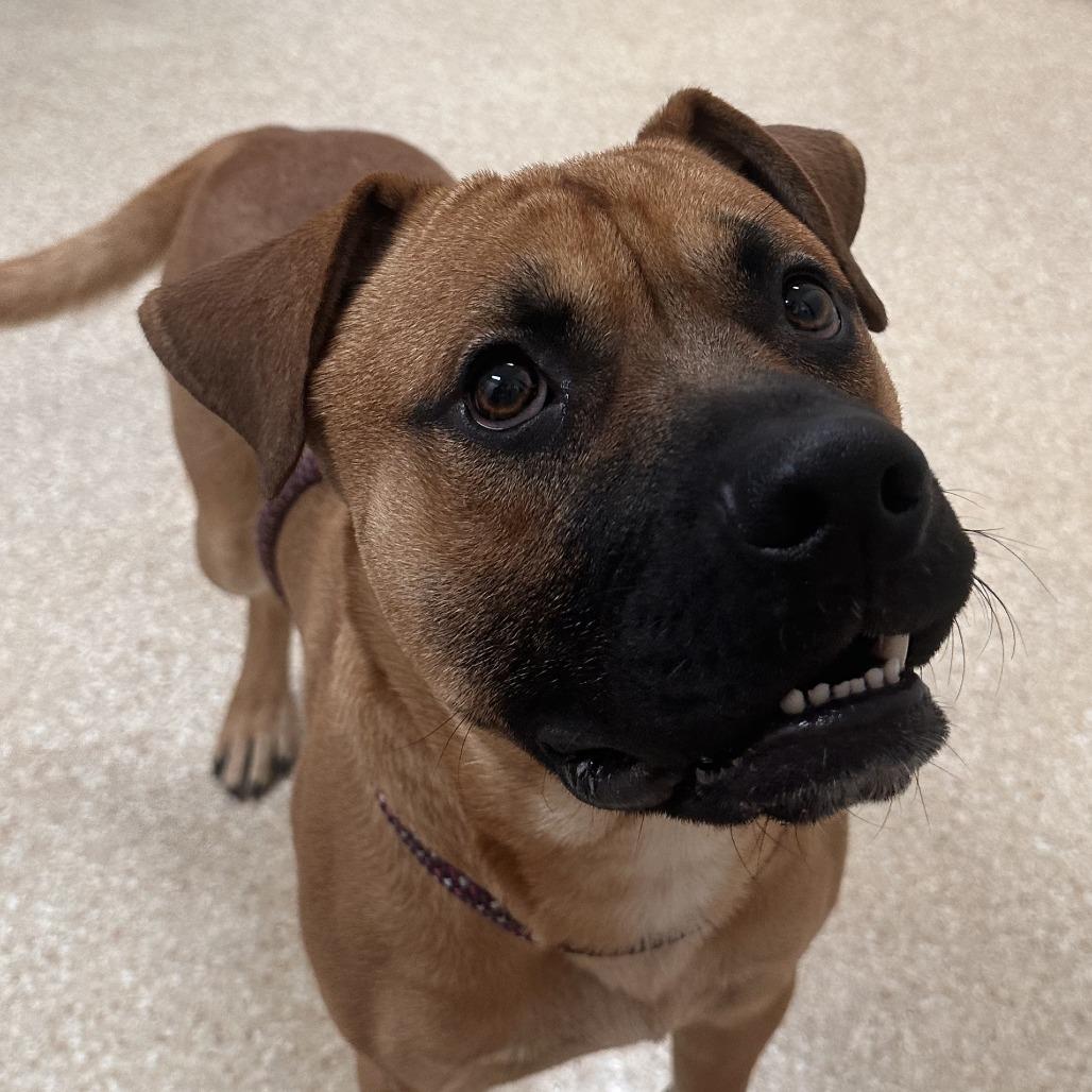 Enlarge Rodeo, a Adoptable mixed breed in Reno, NV image 2/4