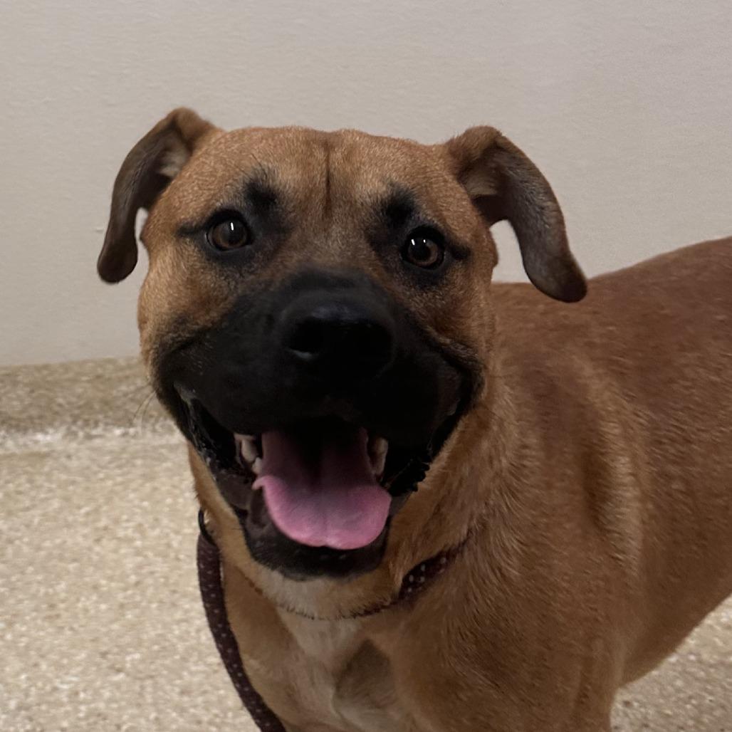 Enlarge Rodeo, a Adoptable mixed breed in Reno, NV image 3/4