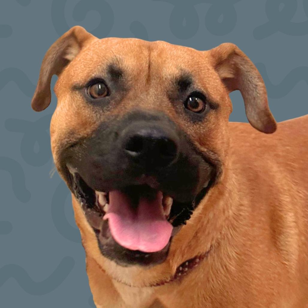 Enlarge Rodeo, a Adoptable mixed breed in Reno, NV image 4/4