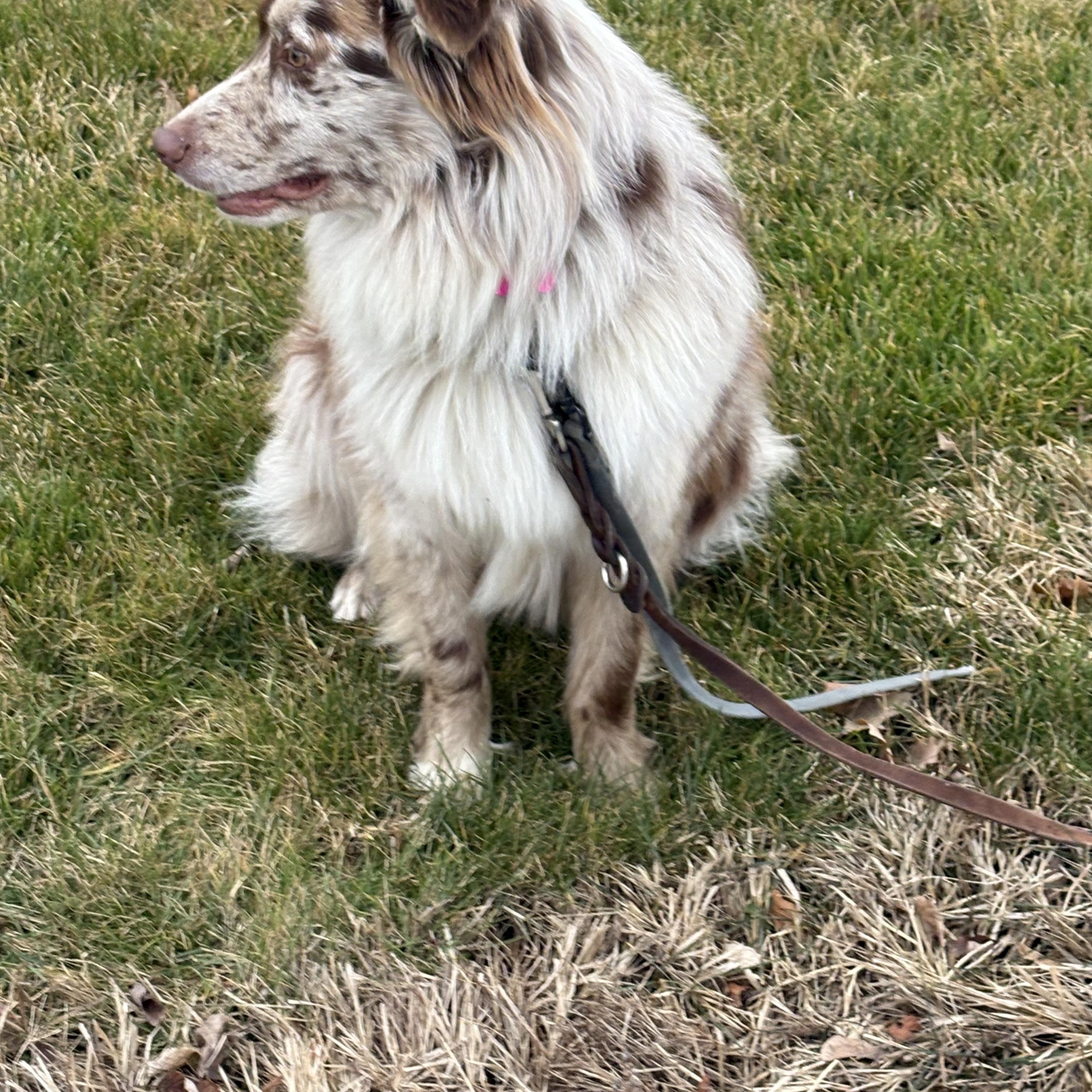 Enlarge Milo, a ADOPTABLE Australian Shepherd in Boise, ID image 4/4