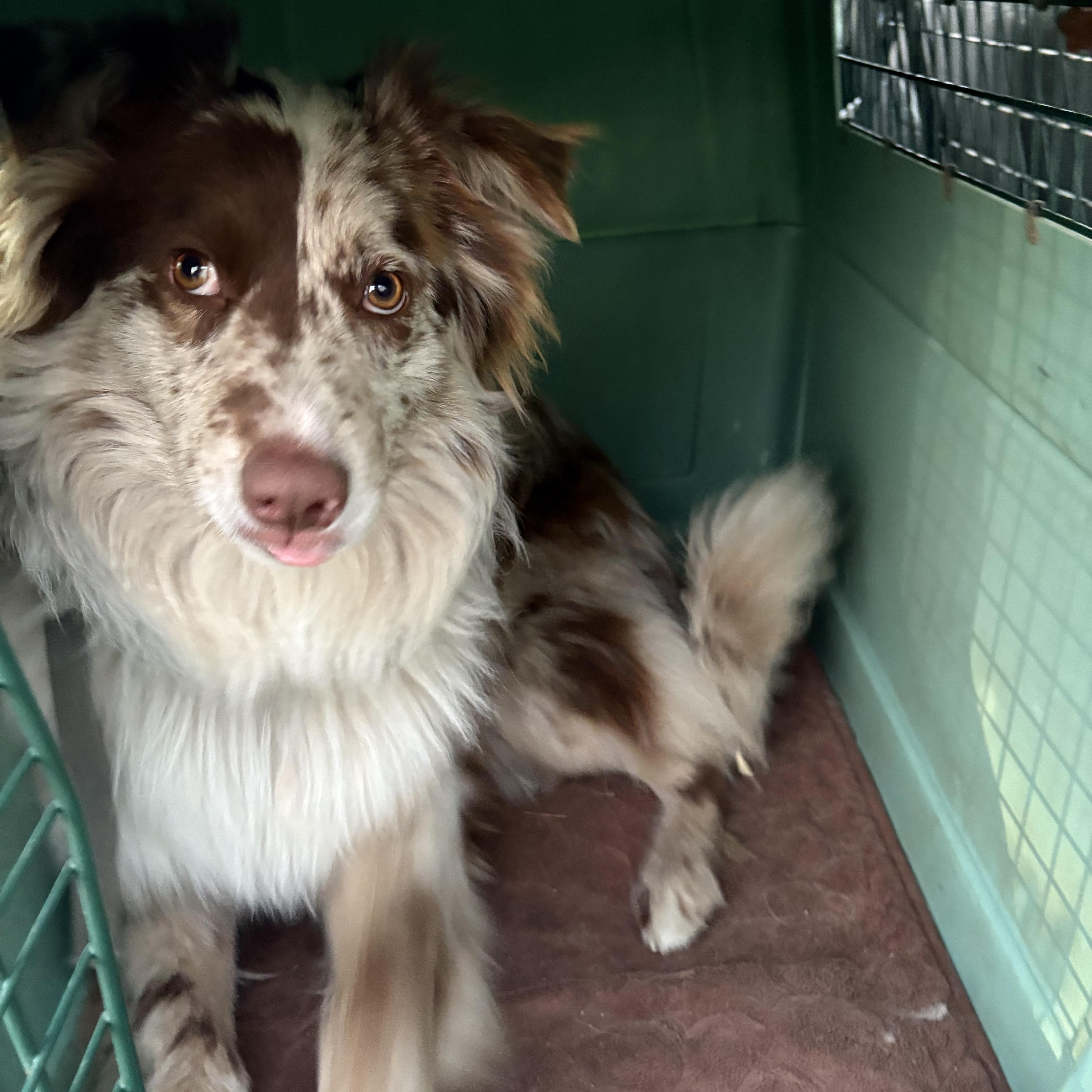 Enlarge Milo, a ADOPTABLE Australian Shepherd in Boise, ID image 3/4