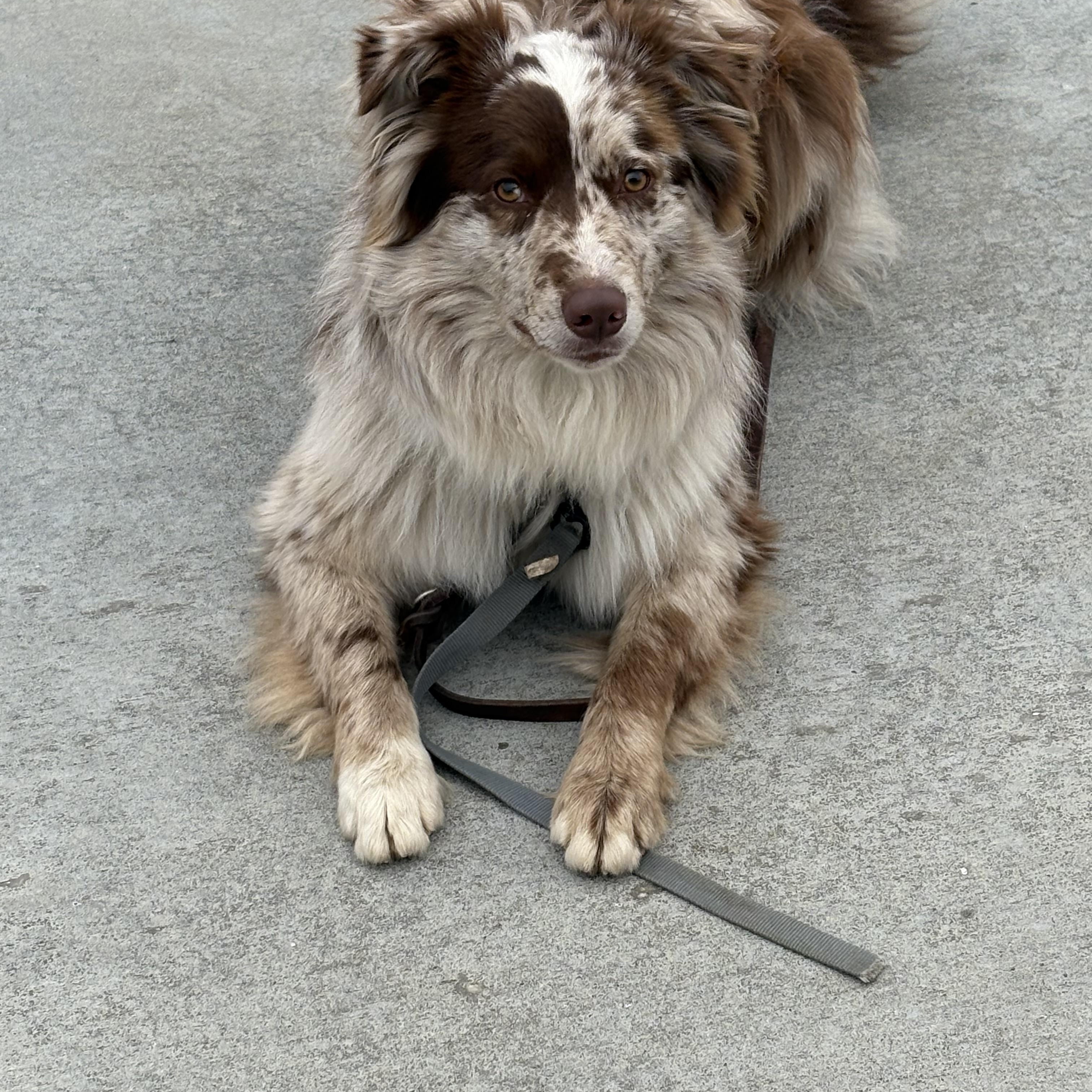Enlarge Milo, a ADOPTABLE Australian Shepherd in Boise, ID image 2/4
