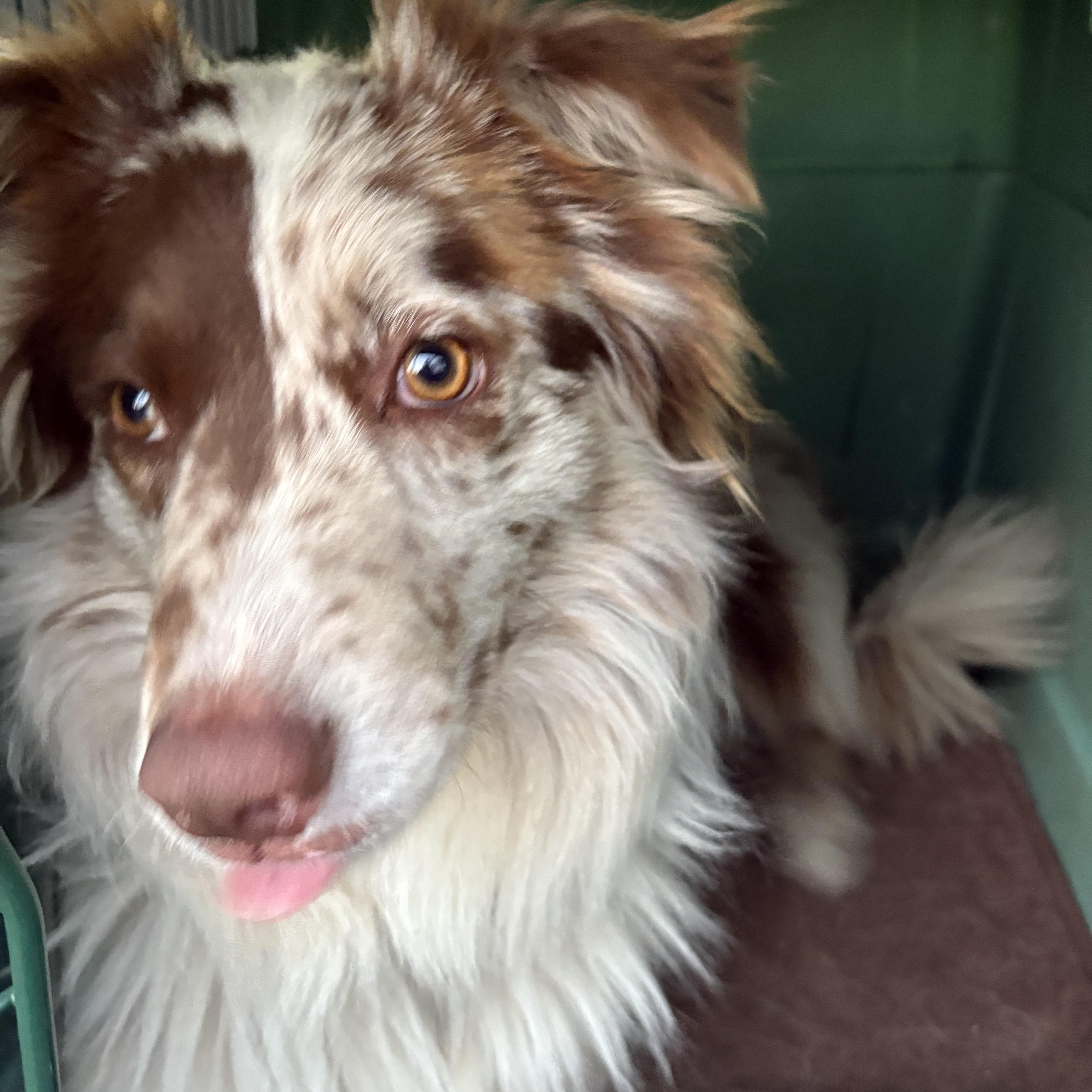 Enlarge Milo, a ADOPTABLE Australian Shepherd in Boise, ID image 1/4