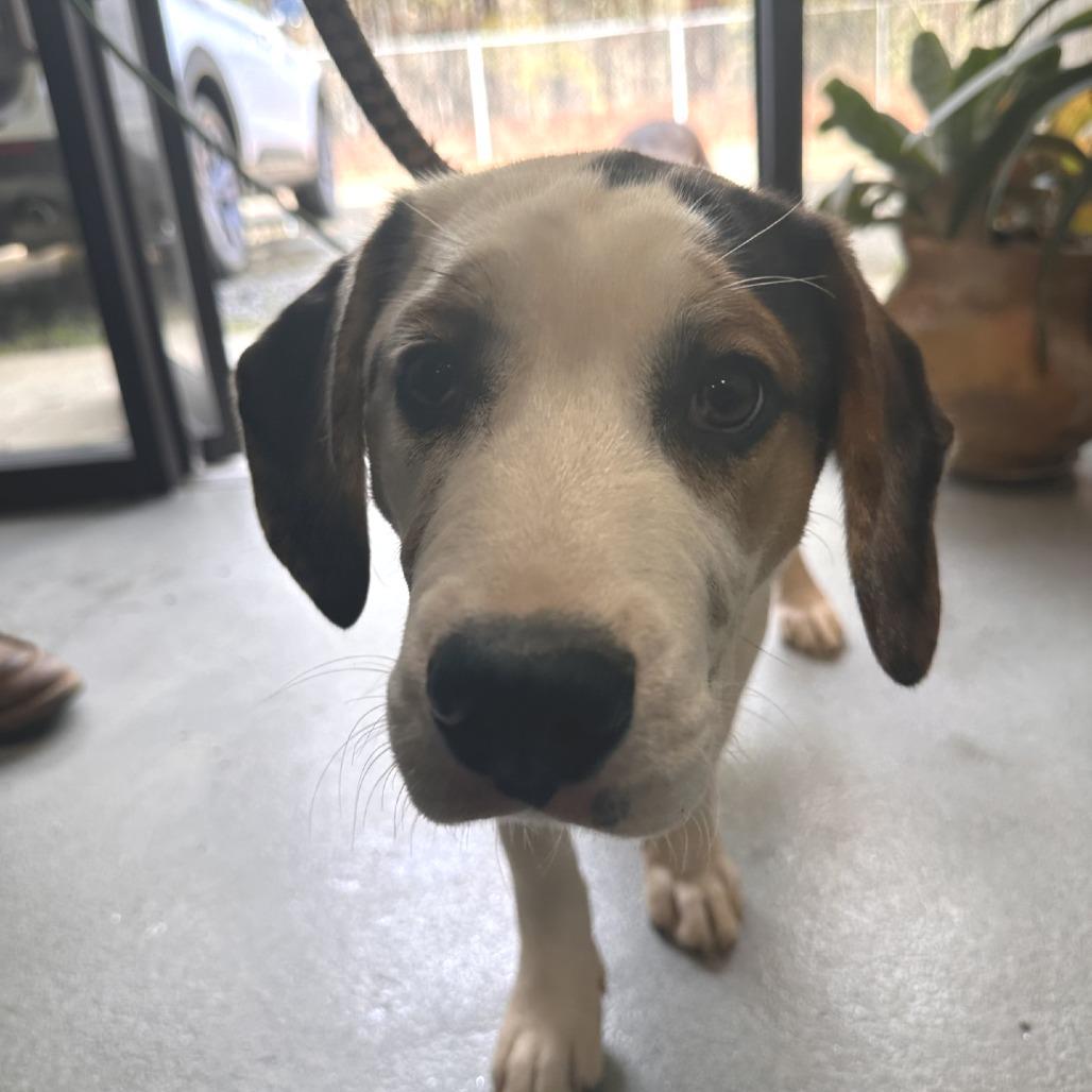 Paul, Adoptable, Young Male Mixed Breed.