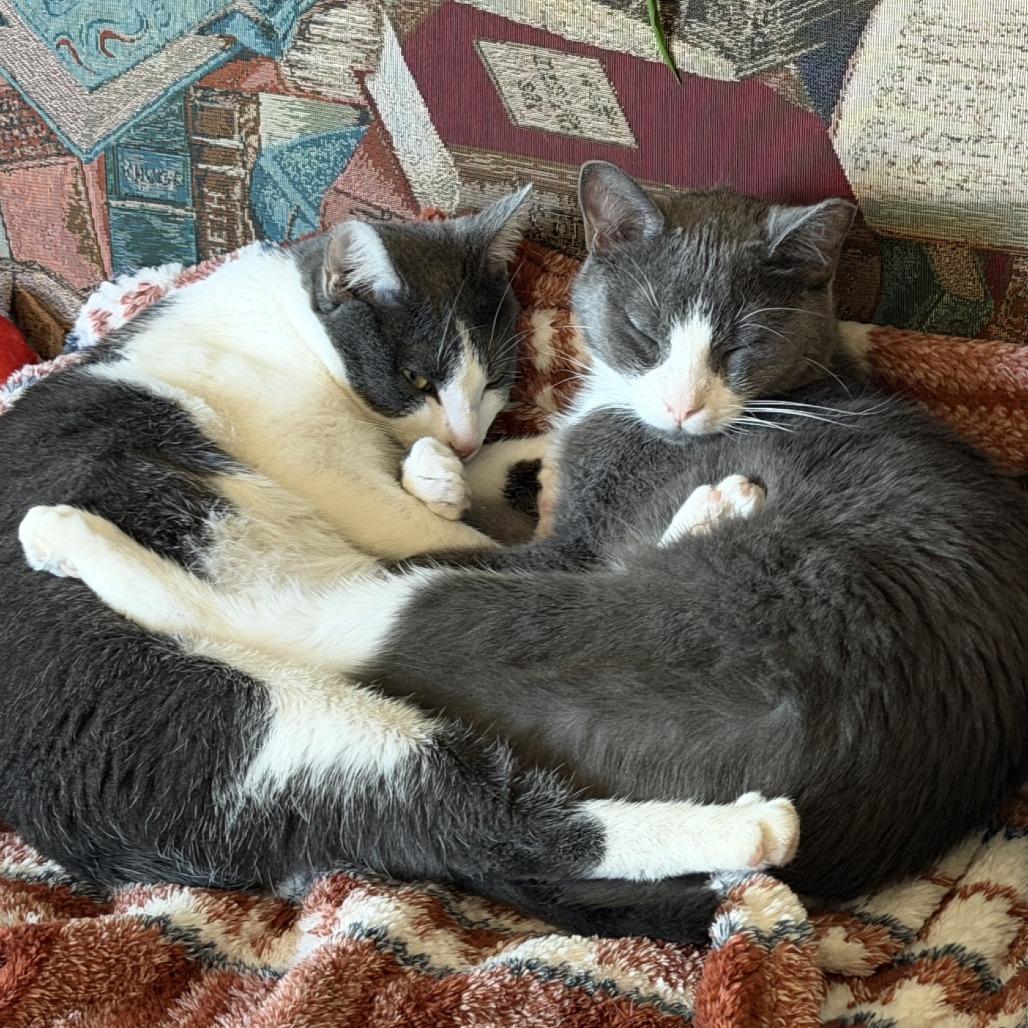 Milano, Adoptable, Young Male Domestic Short Hair.