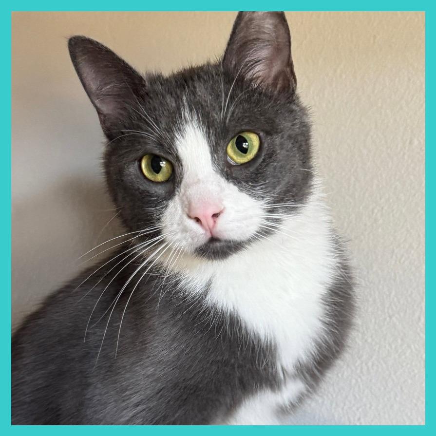 Enlarge Milano, a Adoptable Domestic Short Hair in Laramie, WY image 2/4