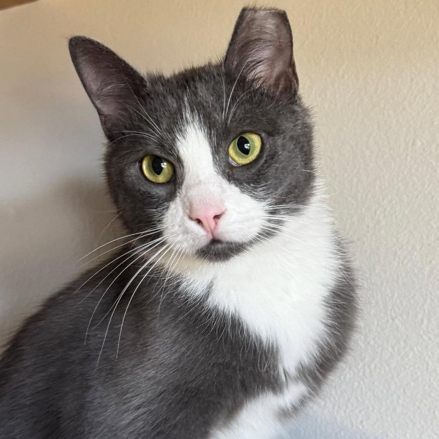 Enlarge Milano, a Adoptable Domestic Short Hair in Laramie, WY image 2/4