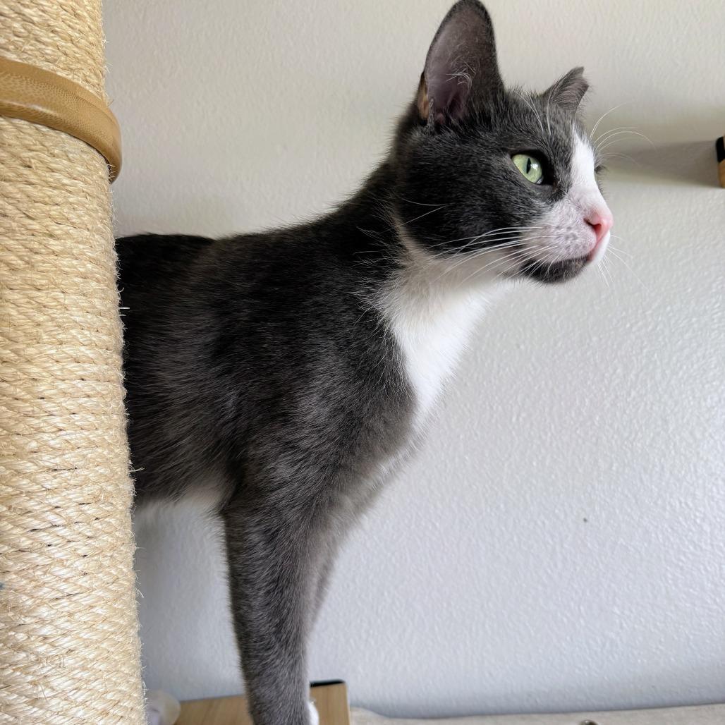 Enlarge Milano, a Adoptable Domestic Short Hair in Laramie, WY image 3/4