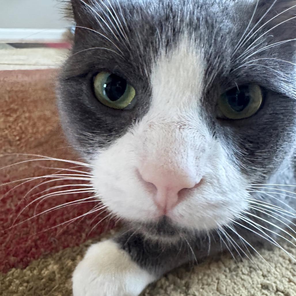 Enlarge Milano, a Adoptable Domestic Short Hair in Laramie, WY image 4/4
