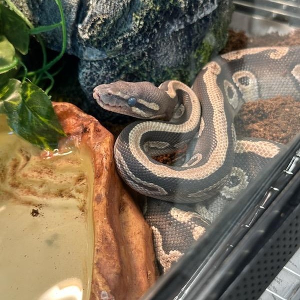 Enlarge Papi (ID 49866/77), a ADOPTABLE Ball Python in Manassas, VA image 1/1