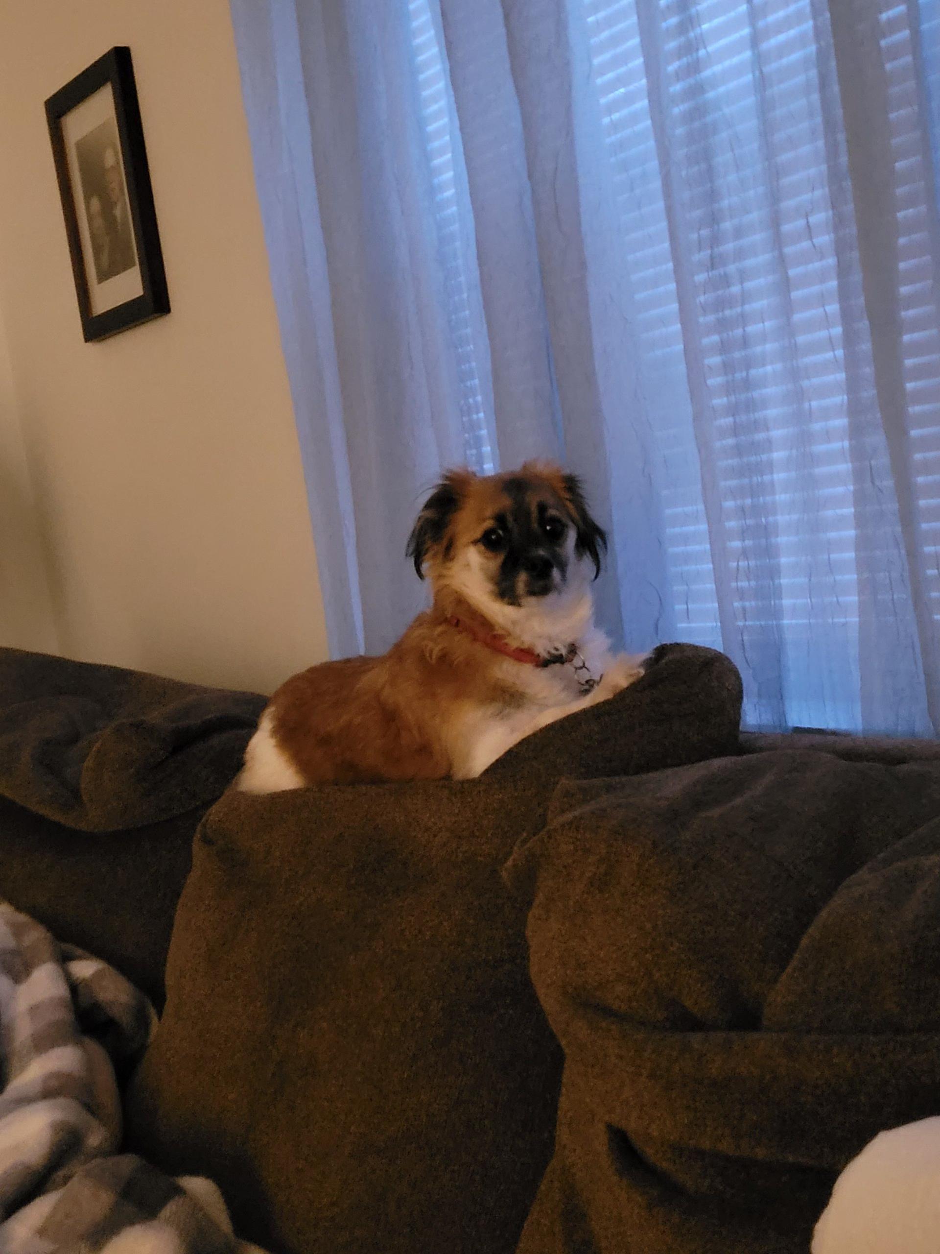Sadie, an adoptable Pekingese, Chihuahua in Toms River, NJ, 08755 | Photo Image 2