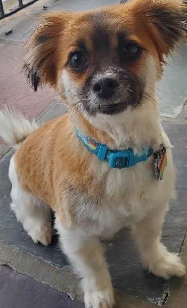 Sadie, an adoptable Pekingese, Chihuahua in Toms River, NJ, 08755 | Photo Image 1