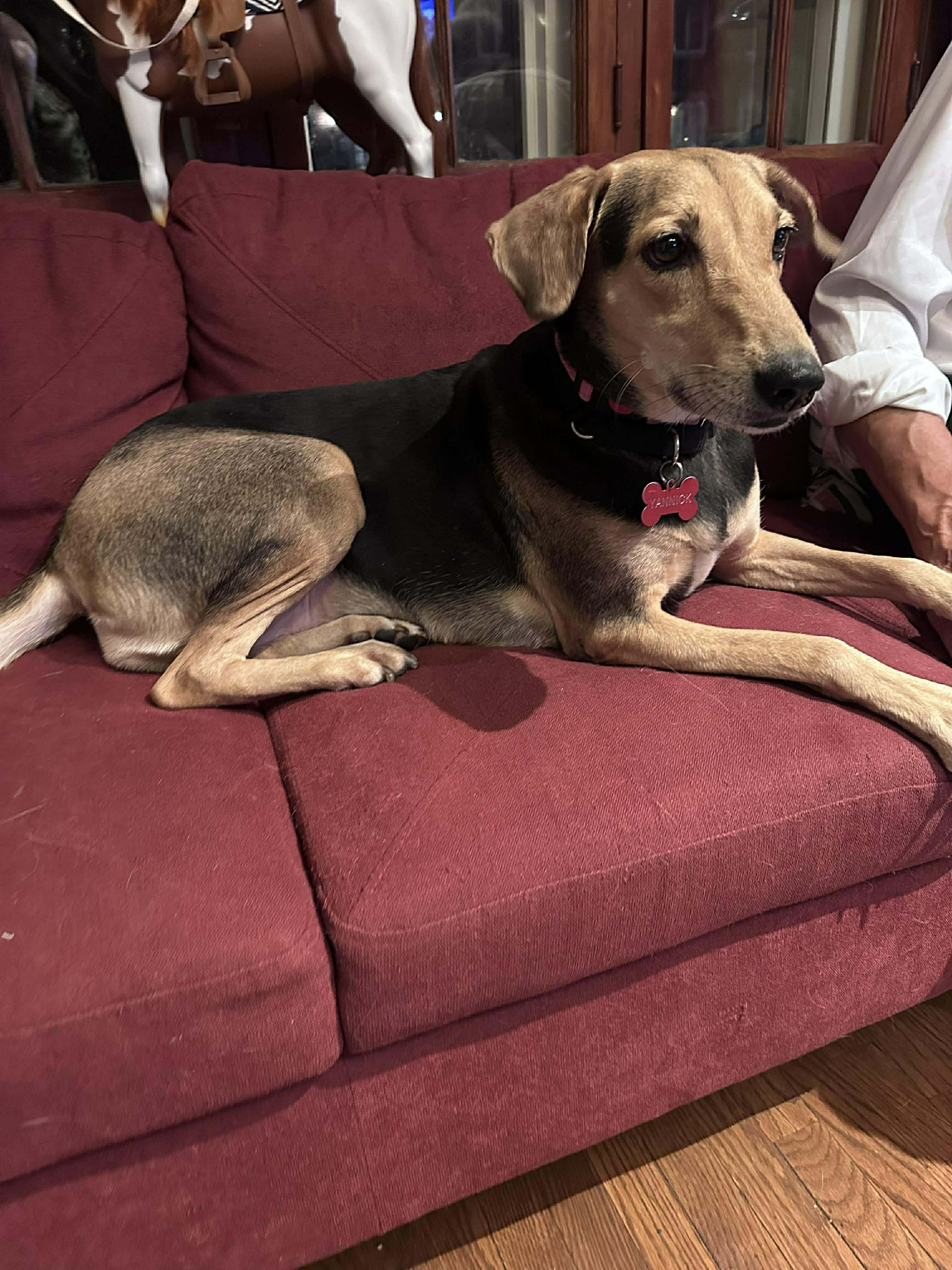 Enlarge Penny, a ADOPTABLE mixed breed in North York, ON image 1/4