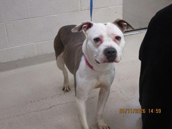 Maria(879), Adoptable, Adult Female Pit Bull Terrier.