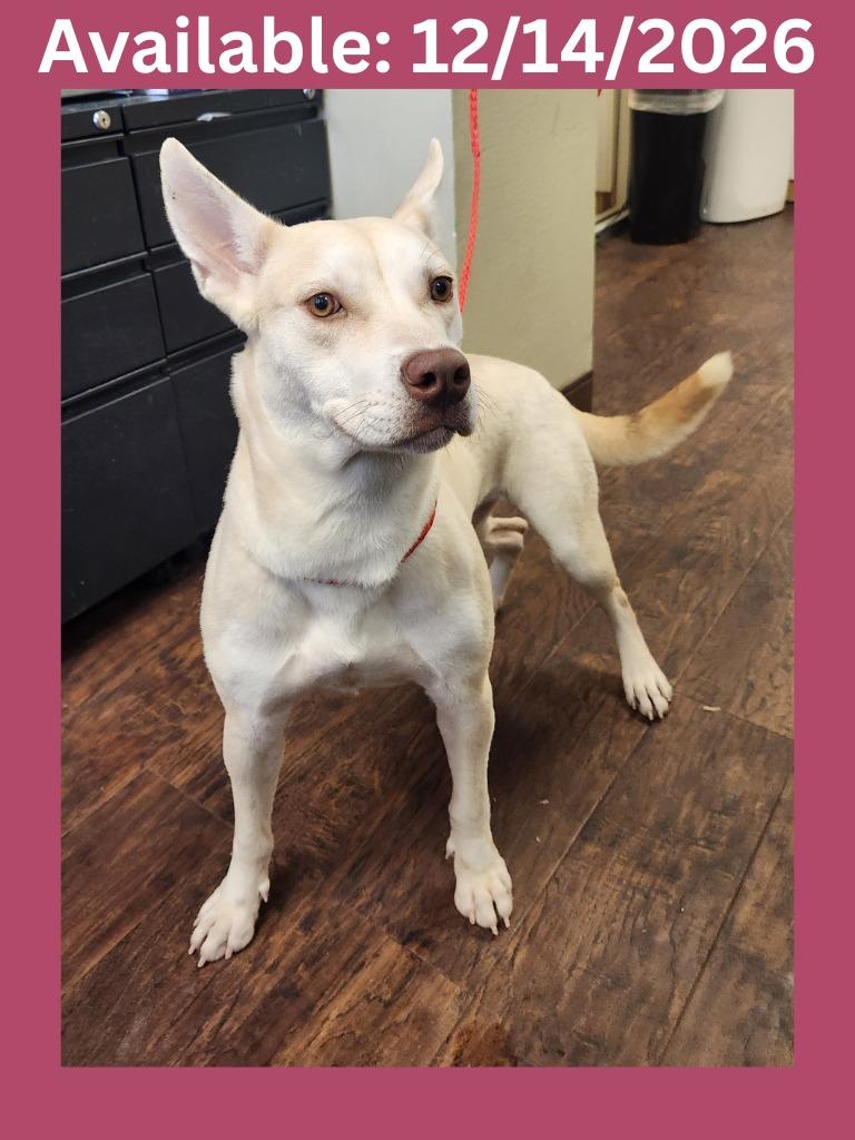 Enlarge Dog Kennel #7, a Adoptable mixed breed in Greenville, TX image 1/6