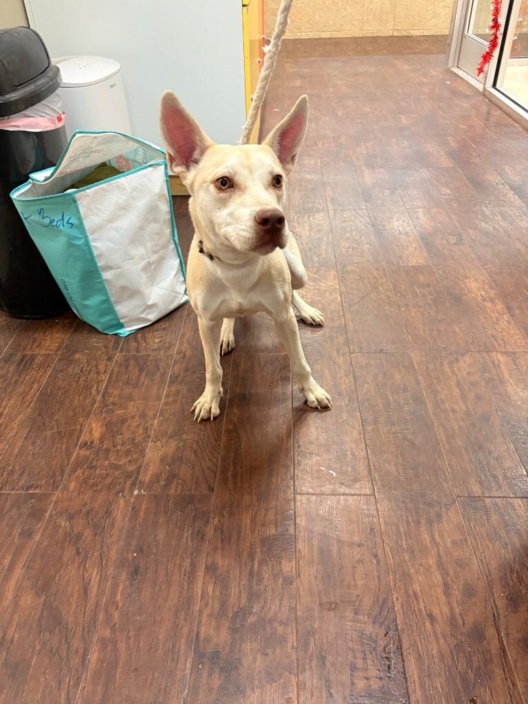 Enlarge Dog Kennel #7, a Adoptable mixed breed in Greenville, TX image 2/6