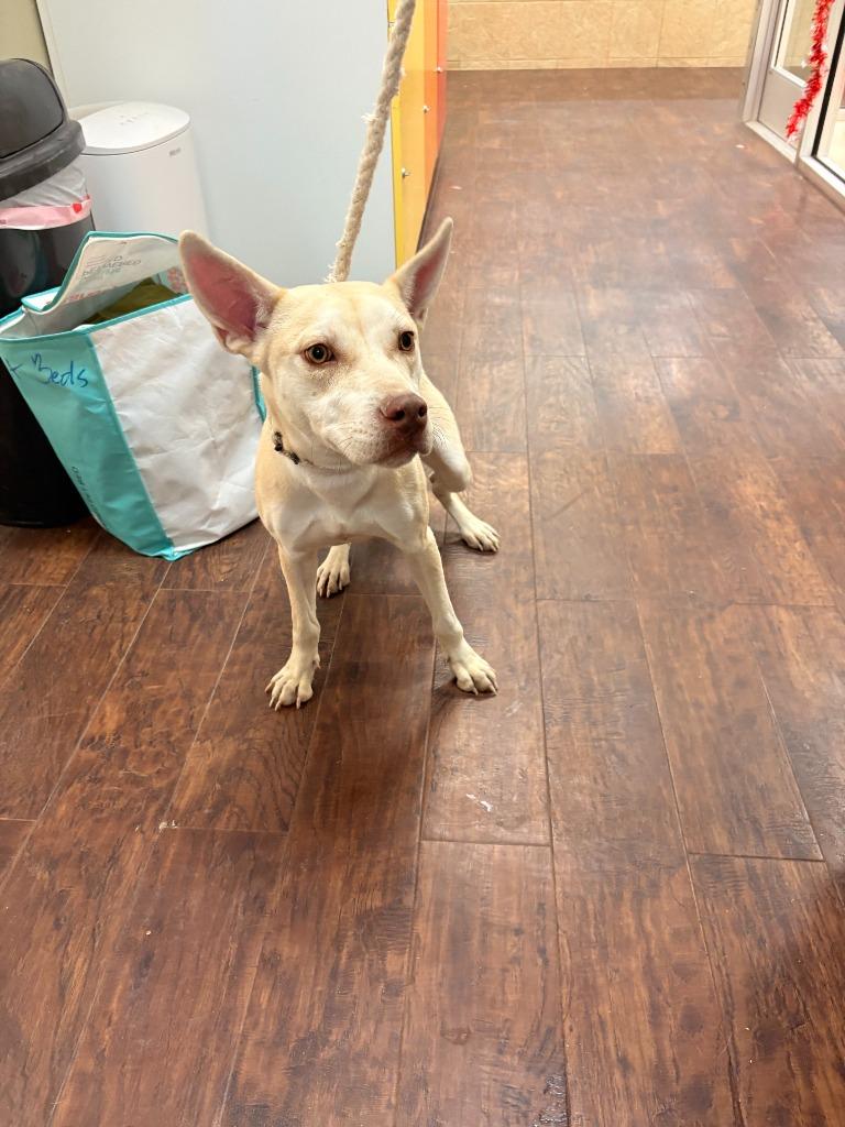 Dog Kennel #7, Adoptable, Adult Female Husky & Mixed Breed.