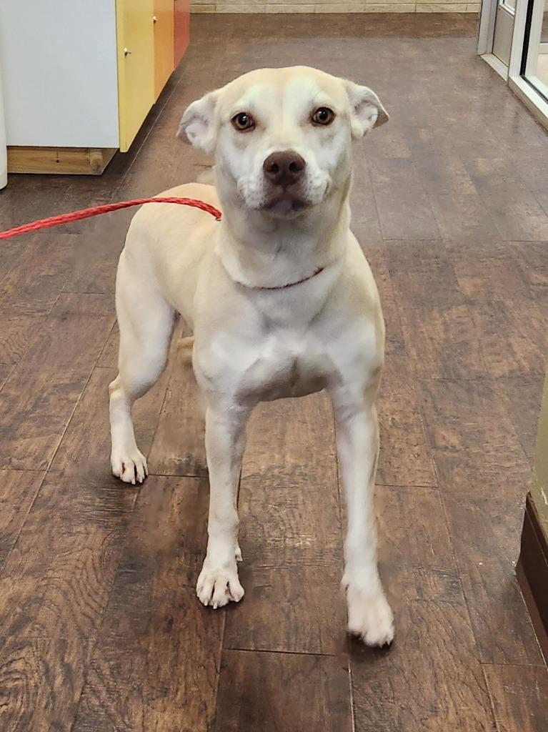 Enlarge Dog Kennel #7, a Adoptable mixed breed in Greenville, TX image 3/6