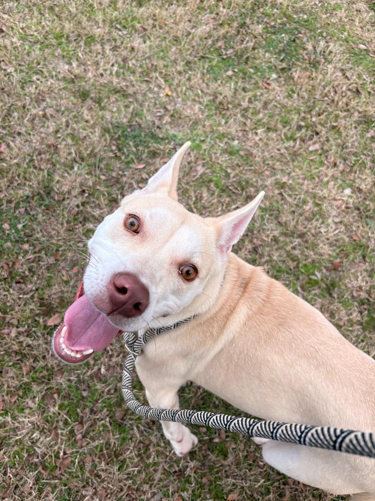 Enlarge Dog Kennel #7, a Adoptable mixed breed in Greenville, TX image 5/6