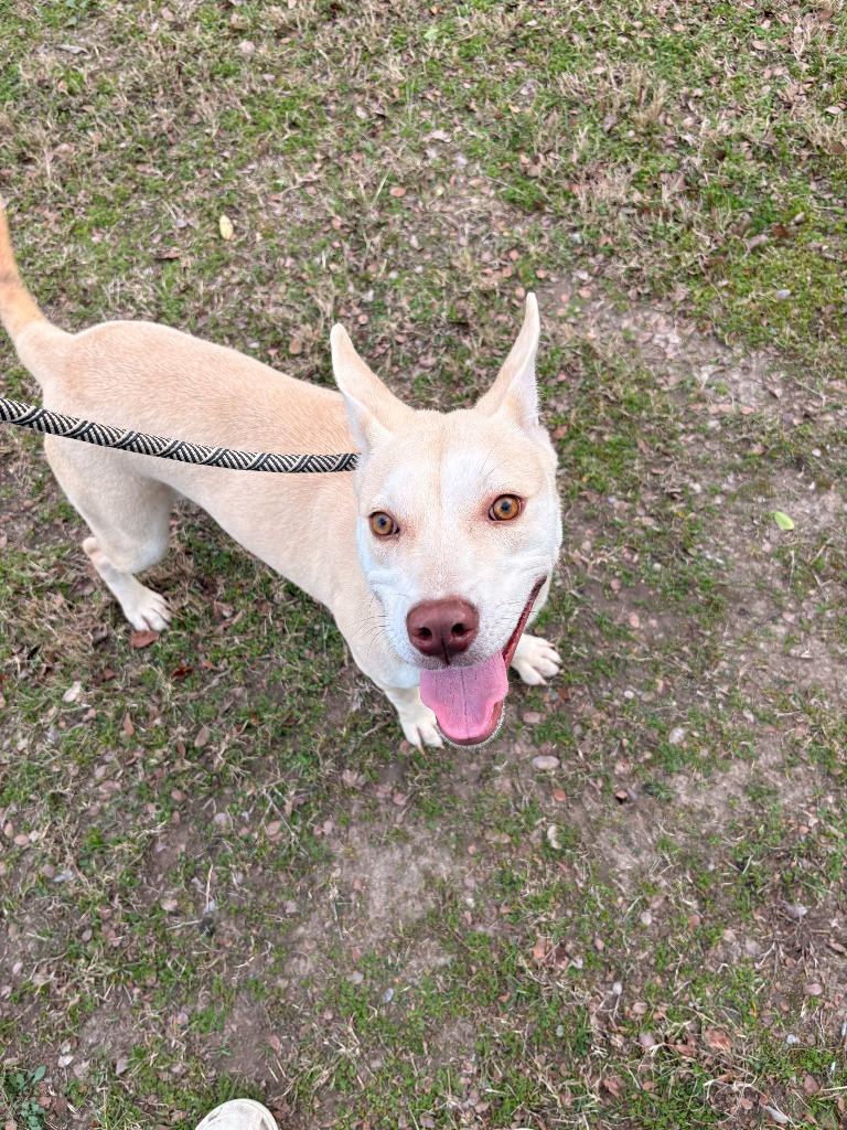 Enlarge Dog Kennel #7, a Adoptable mixed breed in Greenville, TX image 6/6