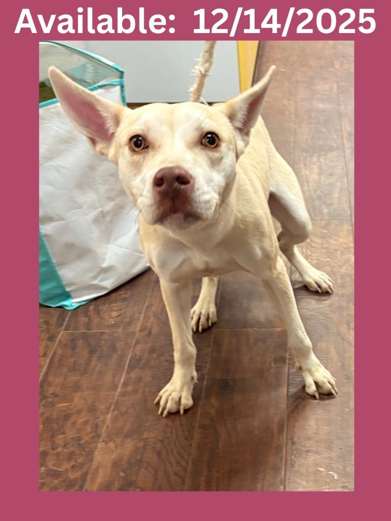 Enlarge Dog Kennel #7, a Adoptable mixed breed in Greenville, TX image 2/3