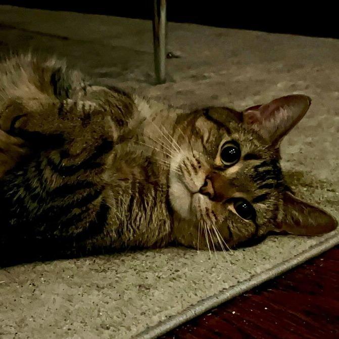Buddy, a Adoptable Domestic Short Hair in Chicago, IL image 1/6