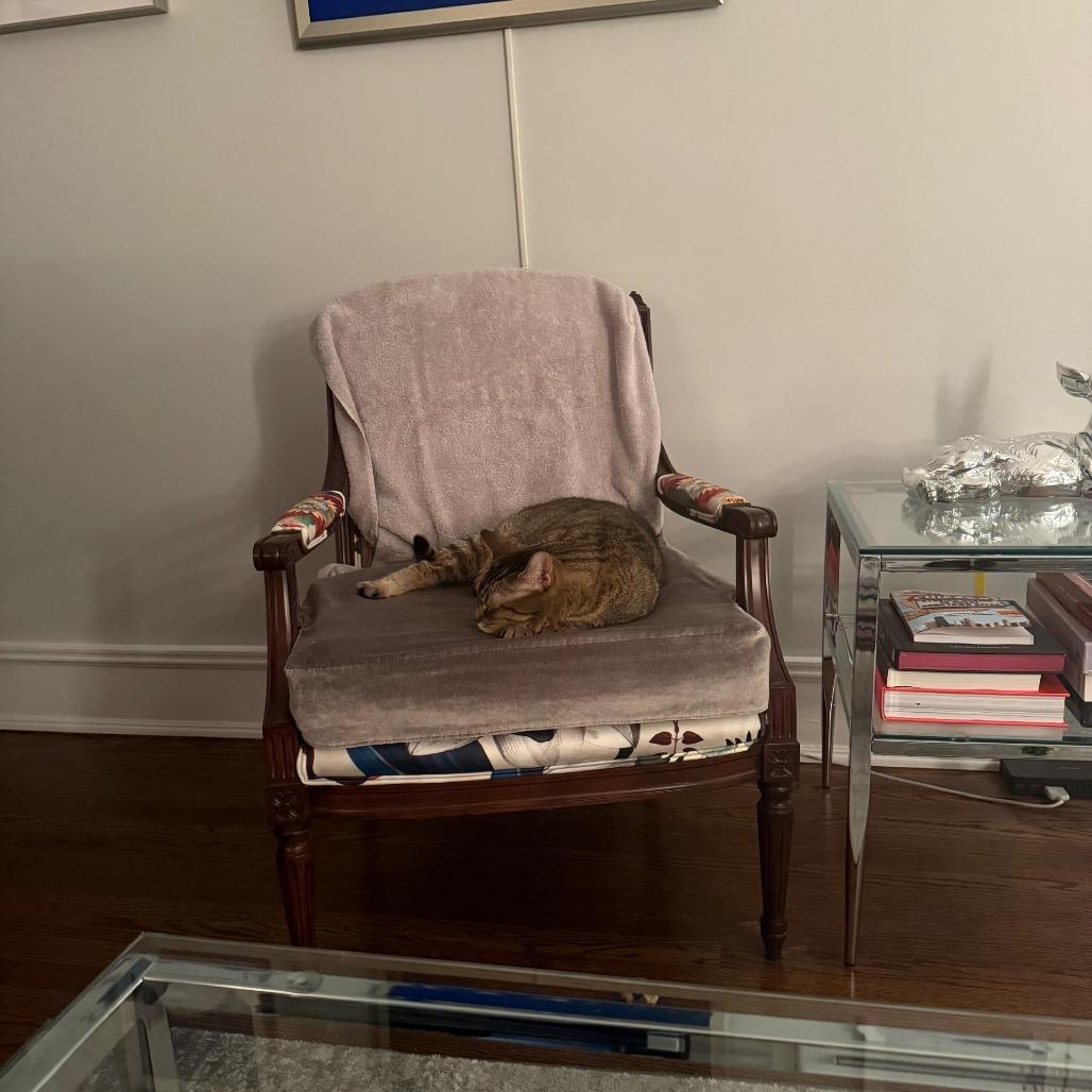 Buddy, a Adoptable Domestic Short Hair in Chicago, IL image 2/6