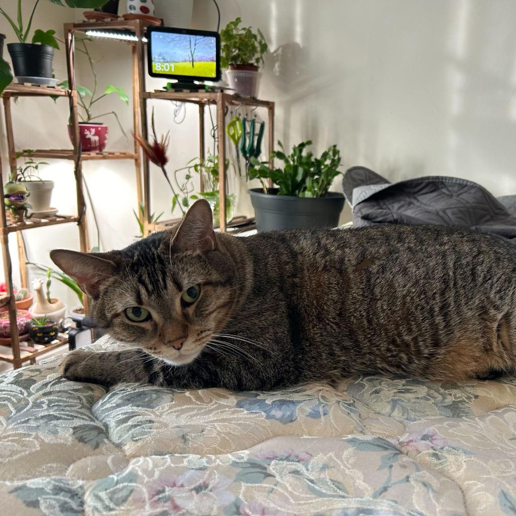 Buddy, a Adoptable Domestic Short Hair in Chicago, IL image 3/6