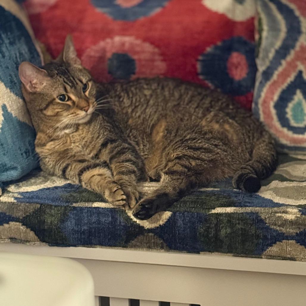 Buddy, a Adoptable Domestic Short Hair in Chicago, IL image 4/6