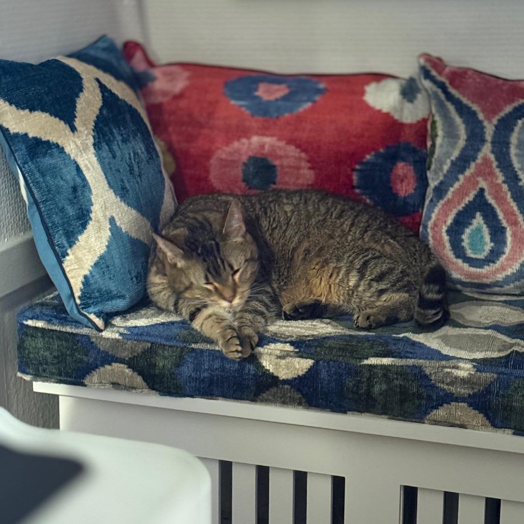 Buddy, a Adoptable Domestic Short Hair in Chicago, IL image 5/6