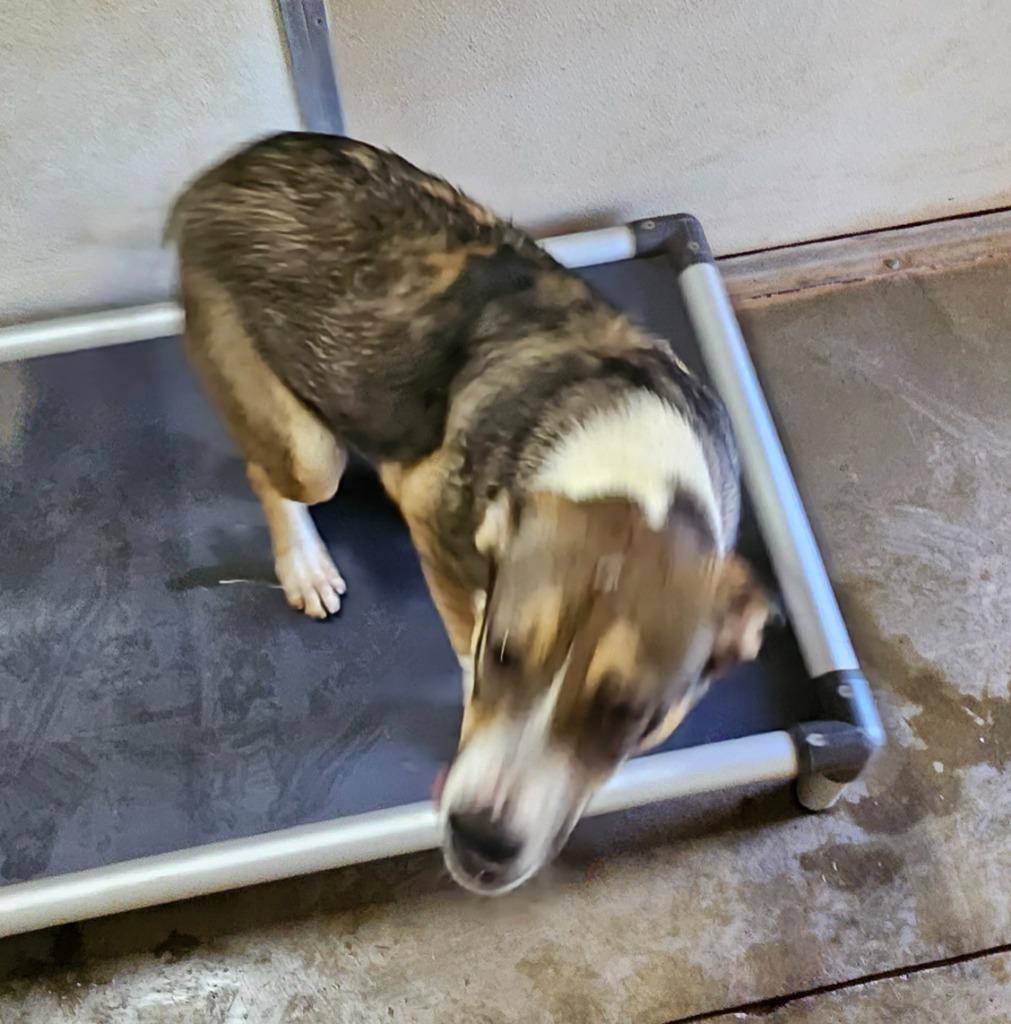 Enlarge Renee, a Adoptable mixed breed in Tucumcari, NM image 1/4