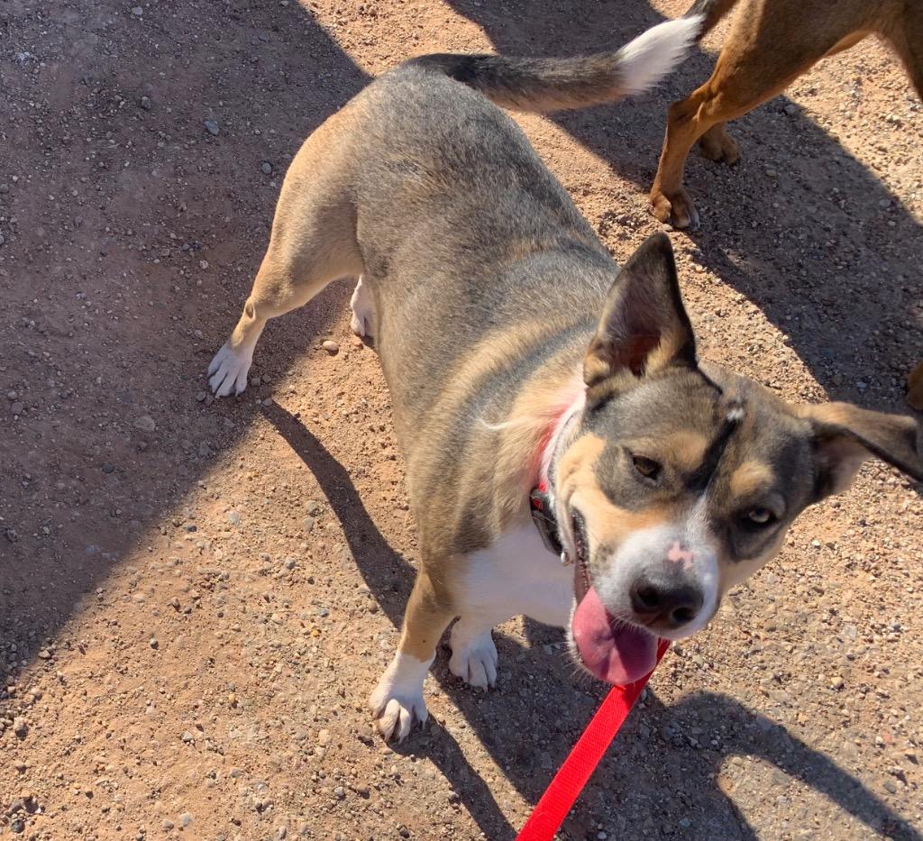 Enlarge Renee, a Adoptable mixed breed in Tucumcari, NM image 2/4