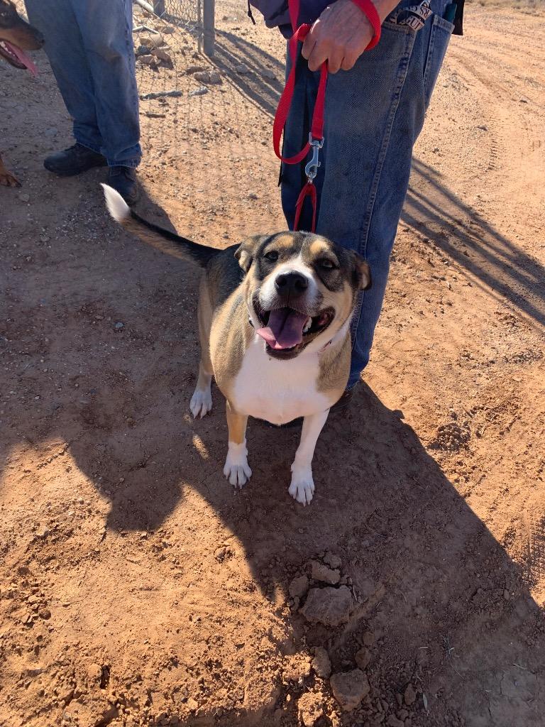Enlarge Renee, a Adoptable mixed breed in Tucumcari, NM image 3/4